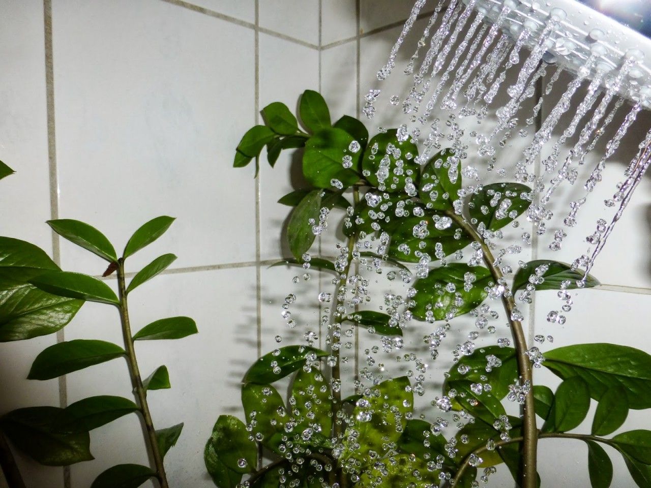 душ для комнатных растений